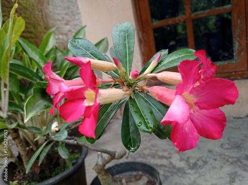a photo of a red frangipani flower. beautiful flowers and loved by many people