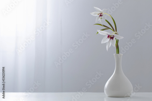 Gladiolus Muriel or acidanthera in white vase on white background photo