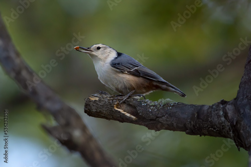 Red-breasted nuthatch perched on the dry branch with a peanut in the beak.