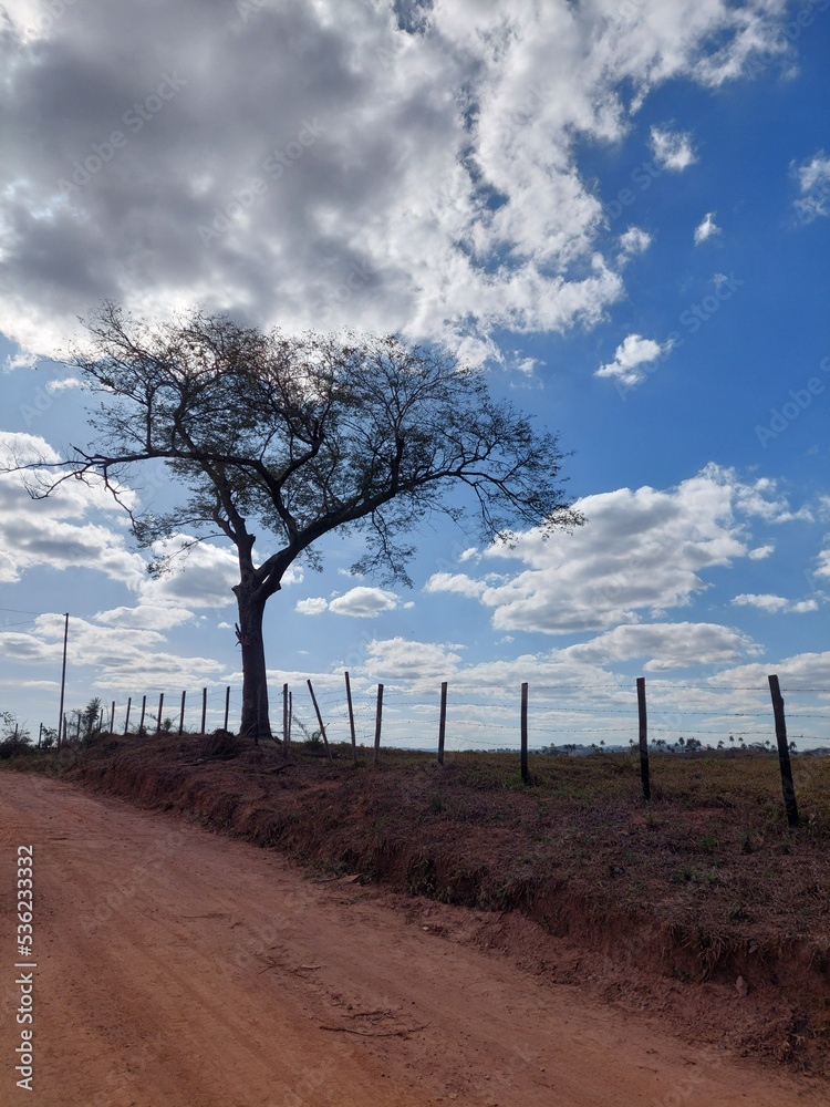 Obraz premium The tree