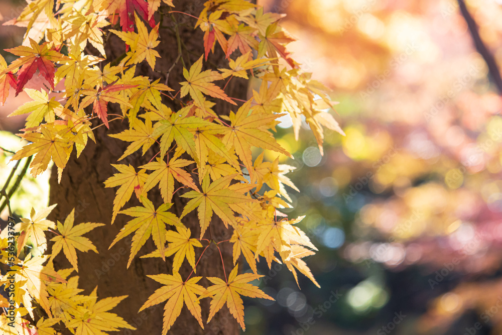 晴れた日の紅葉したもみじの木の枝と葉　背景