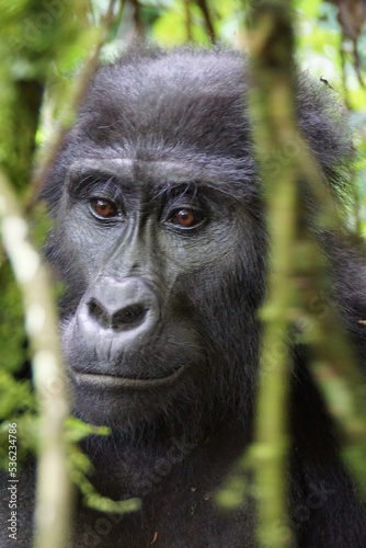 Berggorilla im Bwindi Nationalpark Uganda © Urs