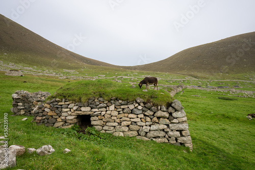 Wild Soay sheep an ancient breed on St Kilda in the outer Hebrides Scotland photo