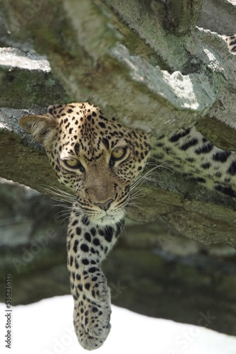 Leopard auf Kaktusbaum im Queen Elisabeth Nationalpark  Uganda