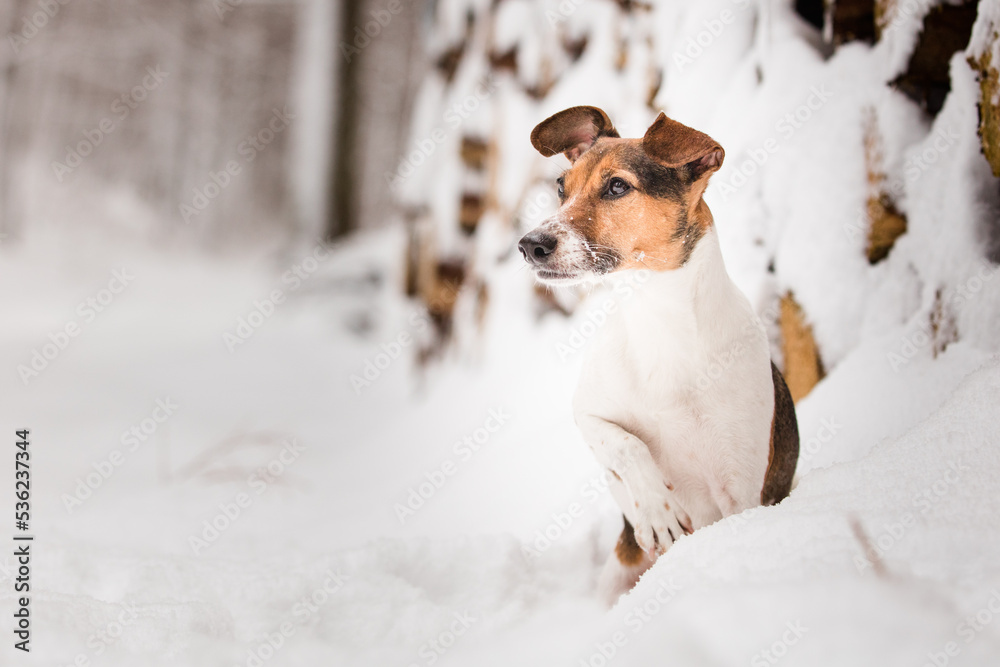 Hund im Schnee Hund im Schnee