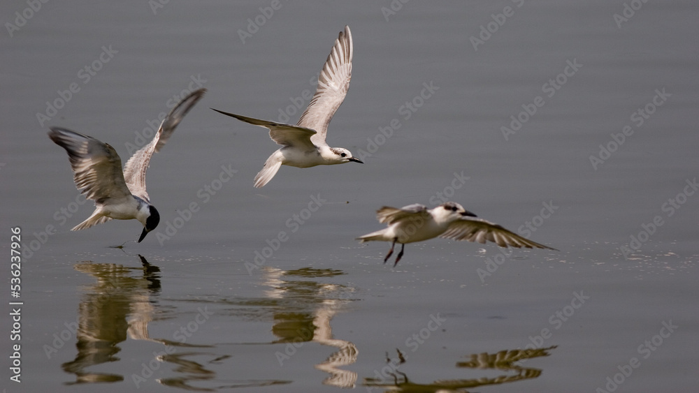 flying little tern flying little tern