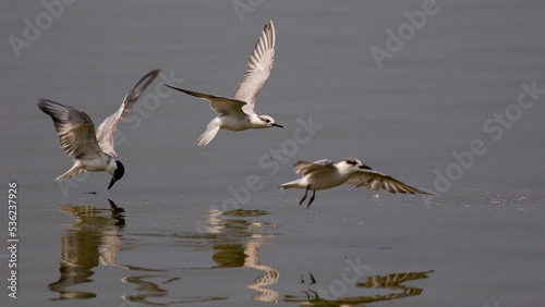 flying little tern © Moter