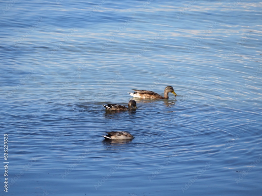 Fototapeta premium group of ducks in the water
