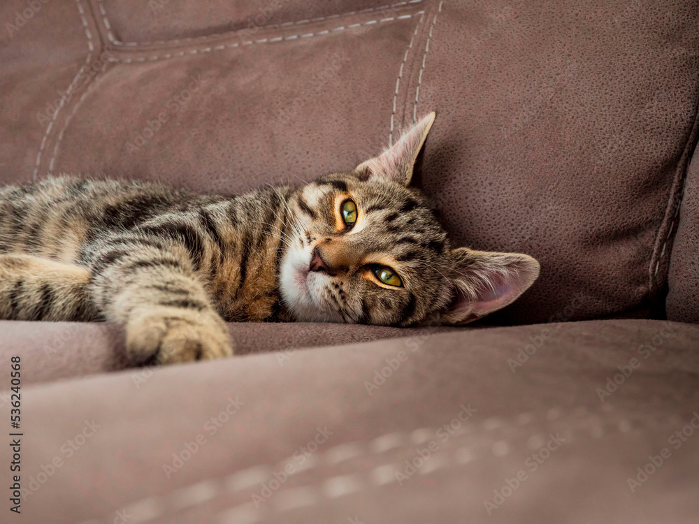 Cute small kitten with tiger pattern fur on light brown color suede couch. Cat life and animal care. The model has stunning yellow and green color eyes.