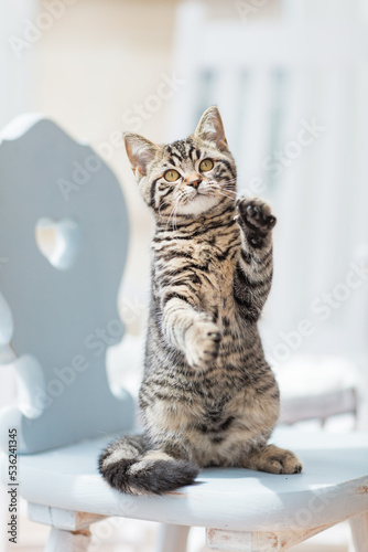 Wallpaper Mural getigerte Katze auf Stuhl Torontodigital.ca