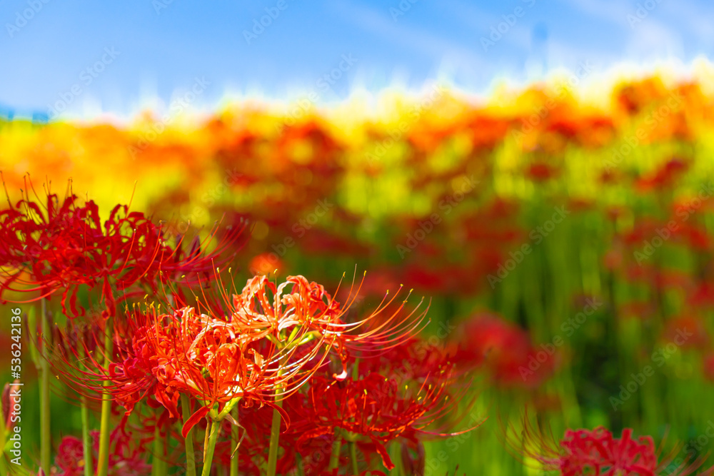 九品寺の周辺に群生する彼岸花
