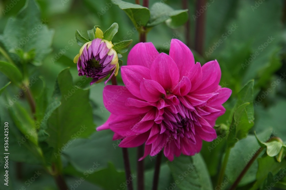 美しく咲き誇るダリア