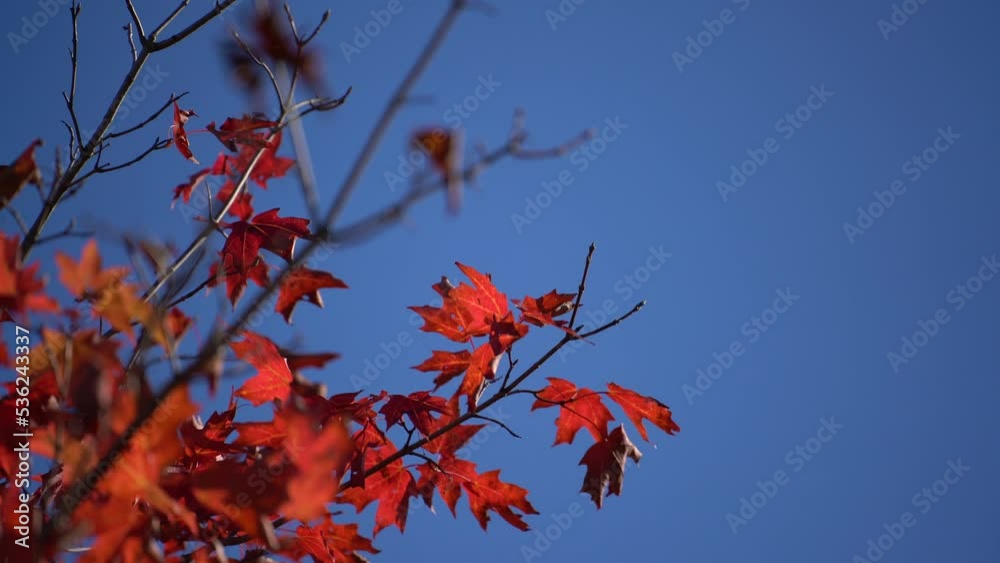 Handheld shot of close up maple leaves vivid red autumn color against blue sky Handheld shot of close up maple leaves vivid red autumn color against blue sky