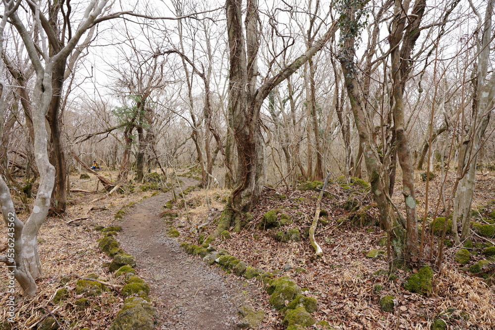 bare trees and vines in winter forest bare trees and vines in winter forest