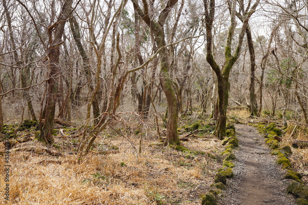 Obraz premium winter path through bare trees