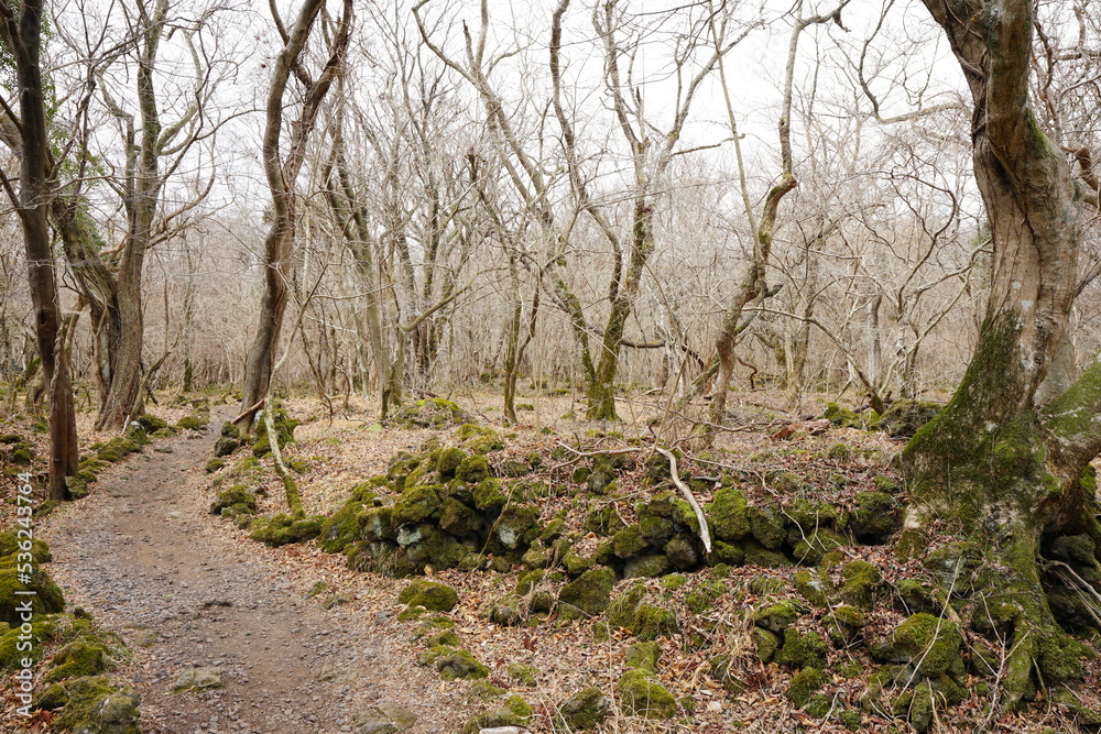 mossy rocks and bare trees in deep forest