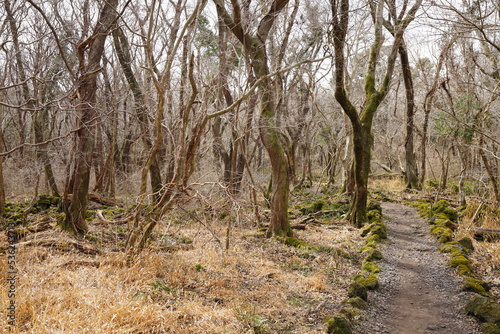 winter path through bare trees