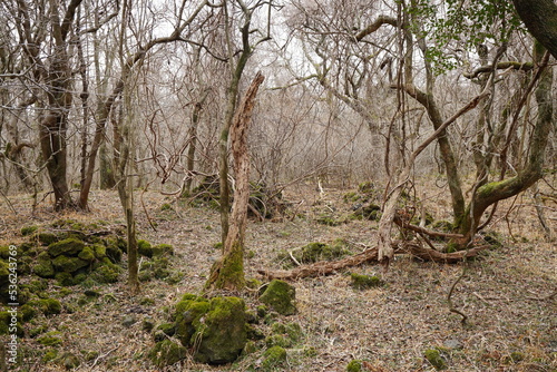 bare trees and vines in winter forest