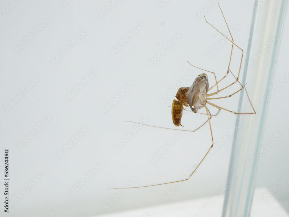 捕まえたゴキブリに糸を巻きつけるユウレイグモ 捕まえたゴキブリに糸を巻きつけるユウレイグモ