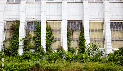 The old concrete wall with windows and climbing plant. Abandoned  facade of factory or industrial building