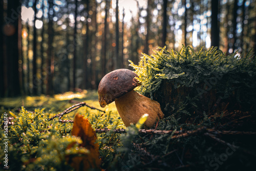 Nahaufnahme Maronen-Röhrling im Bayerischen Wald. Dunkler Hintergrund. Wilde Pilze, die im Wald wachsen.