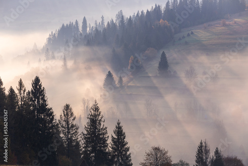 Beautiful autumn scenery of the foggy Carpathian mountains in the early morning. Spruce forest  covered with fog on mountain hills.