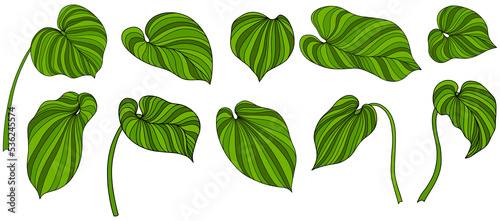 Leaves isolated on white. Tropical leaves. Hand drawn png illustration. © ARTSTOK