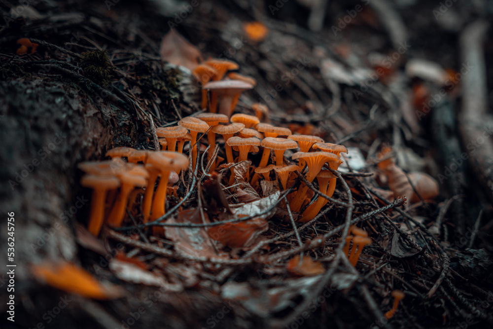 Gruppe von Pilzen im Moos auf einem Stamm. Brauner Wildpilz auf Baumstamm, der in den tiefen Wald liegt. Waldpilz mit kleinen grünen Moos. Herbstwald. Gruppe von Pilzen im Moos auf einem Stamm. Brauner Wildpilz auf Baumstamm, der in den tiefen Wald liegt. Waldpilz mit kleinen grünen Moos. Herbstwald.