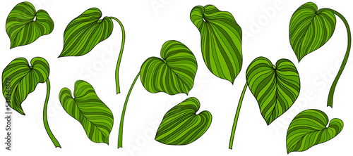 Leaves isolated on white. Tropical leaves. Hand drawn png illustration. © ARTSTOK