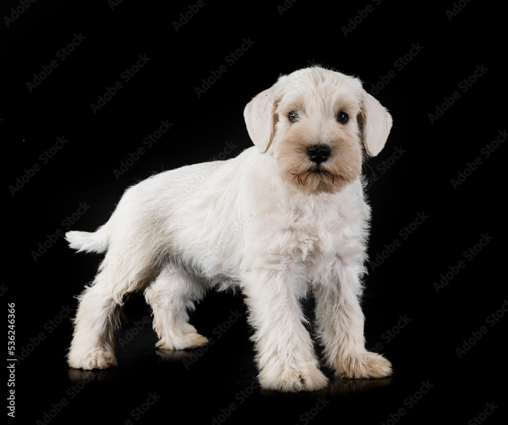 Obraz premium puppy miniature schnauzer in studio