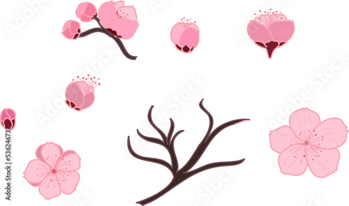 Free hand Sakura flower vector set, Beautiful line art Peach blossom isolate on white background.