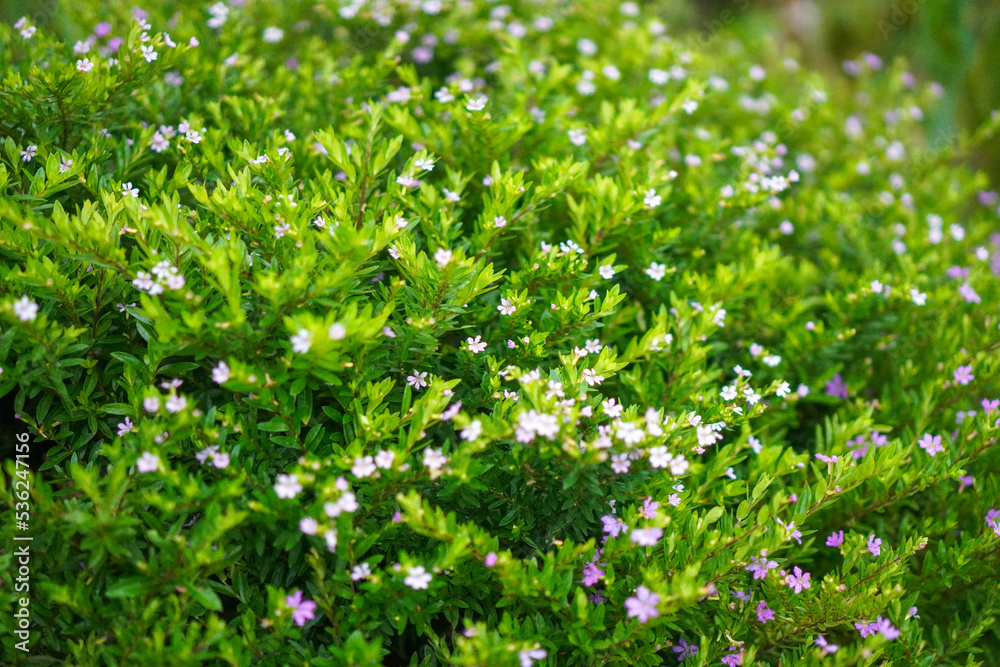 Fototapeta premium Beautiful Green Shrub with Little Purple Flowers,False Heather or Elfin Herb flower, Mexican heather's little purple flowers (Cuphea hyssopifolia