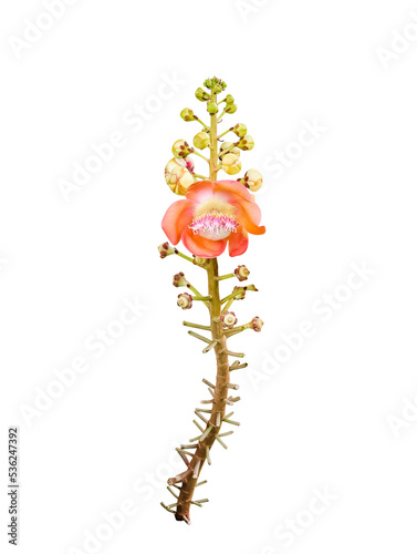 Cannonball robusta shorea pink flower and stem branch tree with thorn isolated on white background , clipping path photo