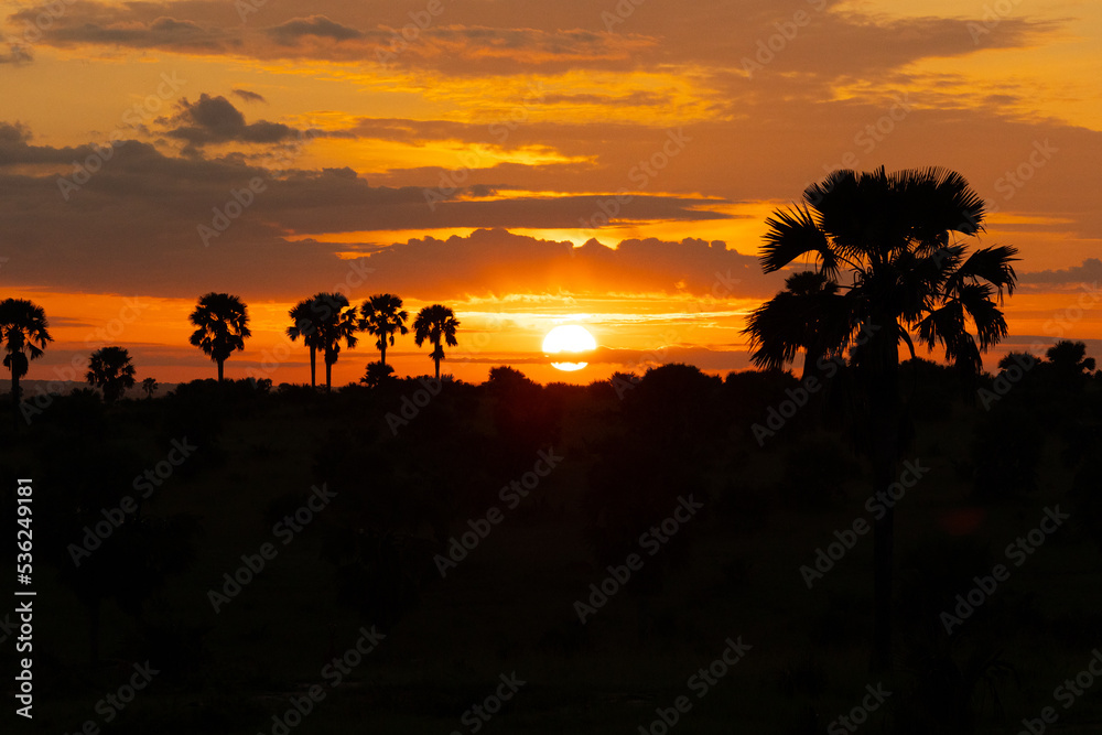 Sonnenaufgang in der Savanne