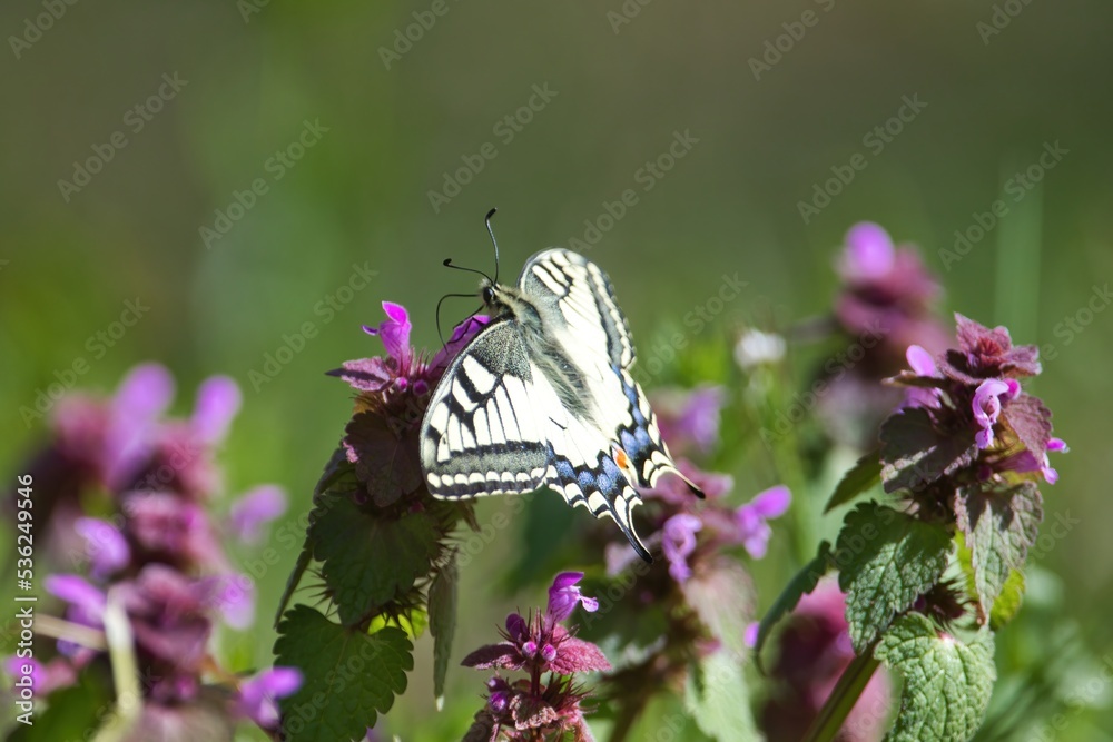 Ein Schwalbenschwanz Schmetterling sitzt im Frühling an einer Blume bei Sonnenschein, Papilio machaon