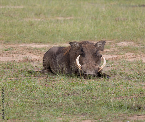 Cuadro en lienzo Liegender Pumba