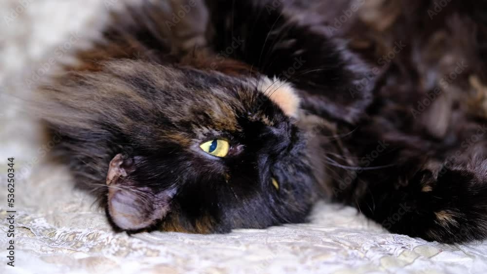 Funny fluffy cat lies down and yawns. Close-up. Funny fluffy cat lies down and yawns. Close-up.