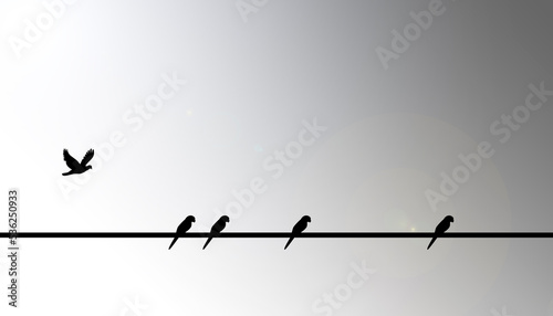 Wide angle shot of birds sitting on lines, isolated on white. High-quality asset.