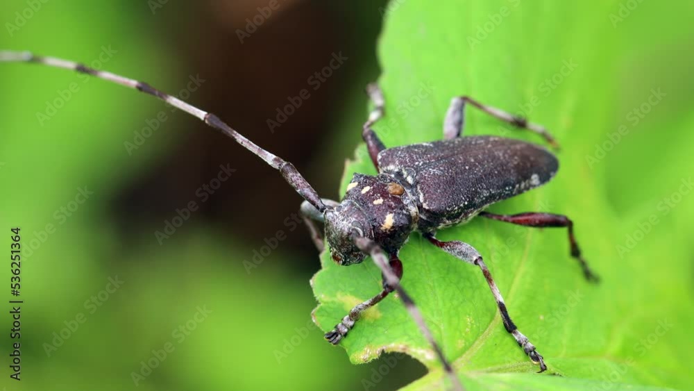 Longhorn beetle seating on the leaf Longhorn beetle seating on the leaf