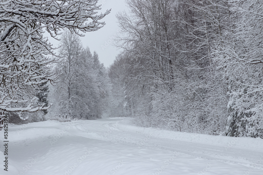 Obraz premium winter time on forest country road, snow covered trees and dangerous slippery road