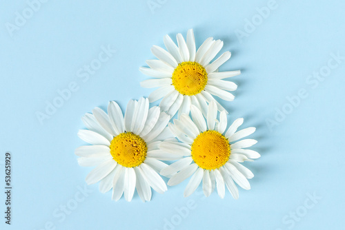 Three daisy flowers on blue background. Flat lay.