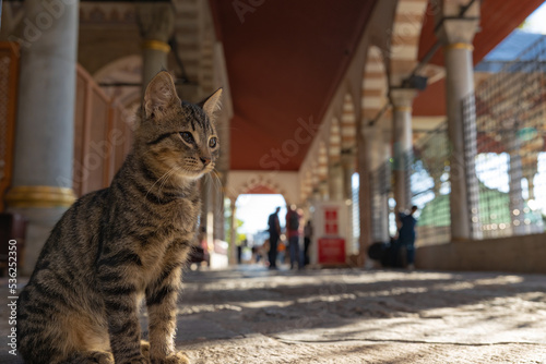 Photography Stray cats of Istanbul background photo