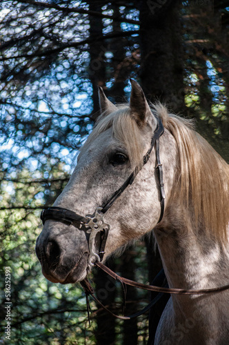 close up of a horse © rikirennes