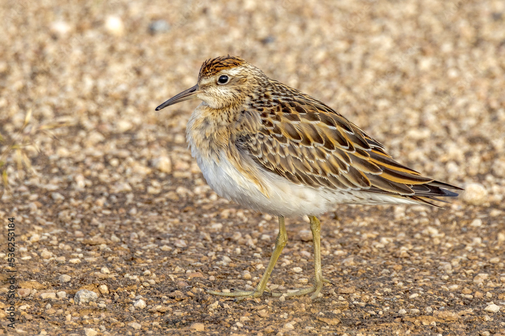 Sharp-tailed Sandpiper in South Australia Sharp-tailed Sandpiper in South Australia