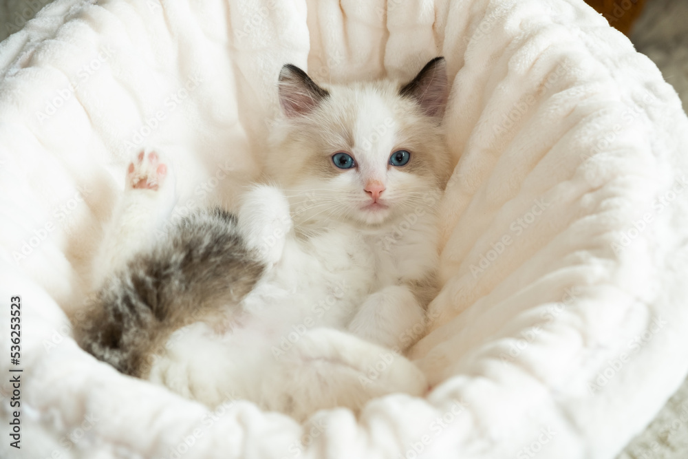 Cute kitten of the ragdoll breed.