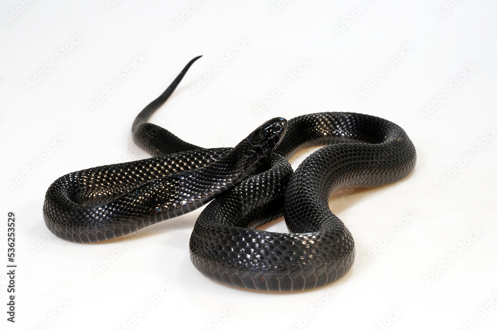 Fototapeta premium Montane egg-eating snake // Schwarze Eierschlange (Dasypeltis atra)