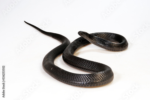 Montane egg-eating snake // Schwarze Eierschlange (Dasypeltis atra)