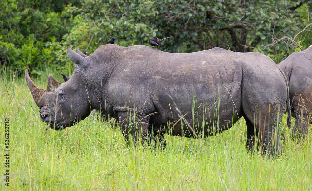 Obraz premium Gewaltiges Nashorn