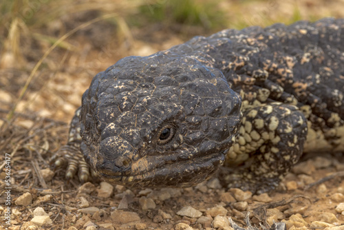 Shingle-backed Lizard in South Australia