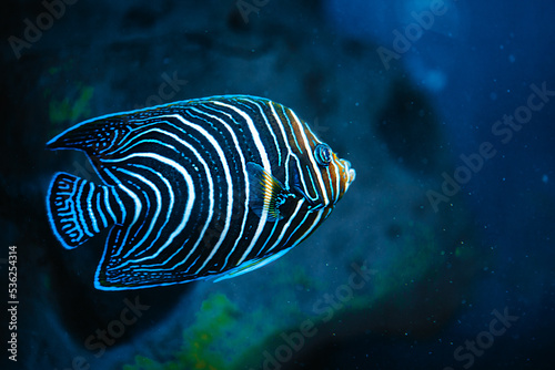 Fish Imperial angel (pomacanth). Emperor angelfish (Pomacanthus imperator) photo